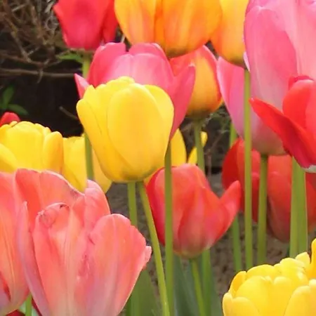 Готель Tulip Beaulieu 3*