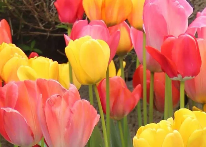 Hotel Tulip Beaulieu 3*