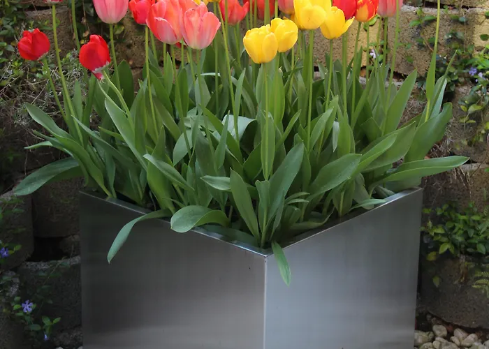 호텔 튤립 인 볼리유 로잔